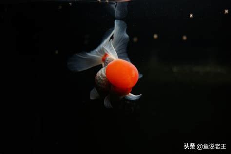 魚死了怎麼處理|[閒聊] 愛魚死後怎麼處理？